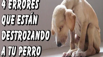 ¿Está bien gritarle a tu cachorro?