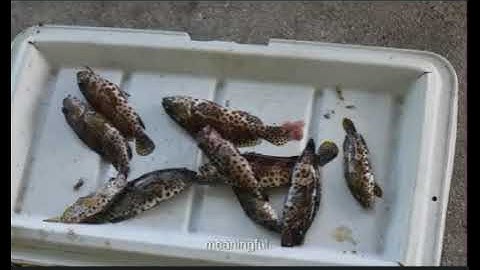 Place  Based Education video