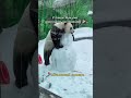 Любите ли вы зиму так же, как панда Жуи?  🐼☃️#МосковскийЗоопарк #МилыеЖивотные #поставьлайк #ЭРД
