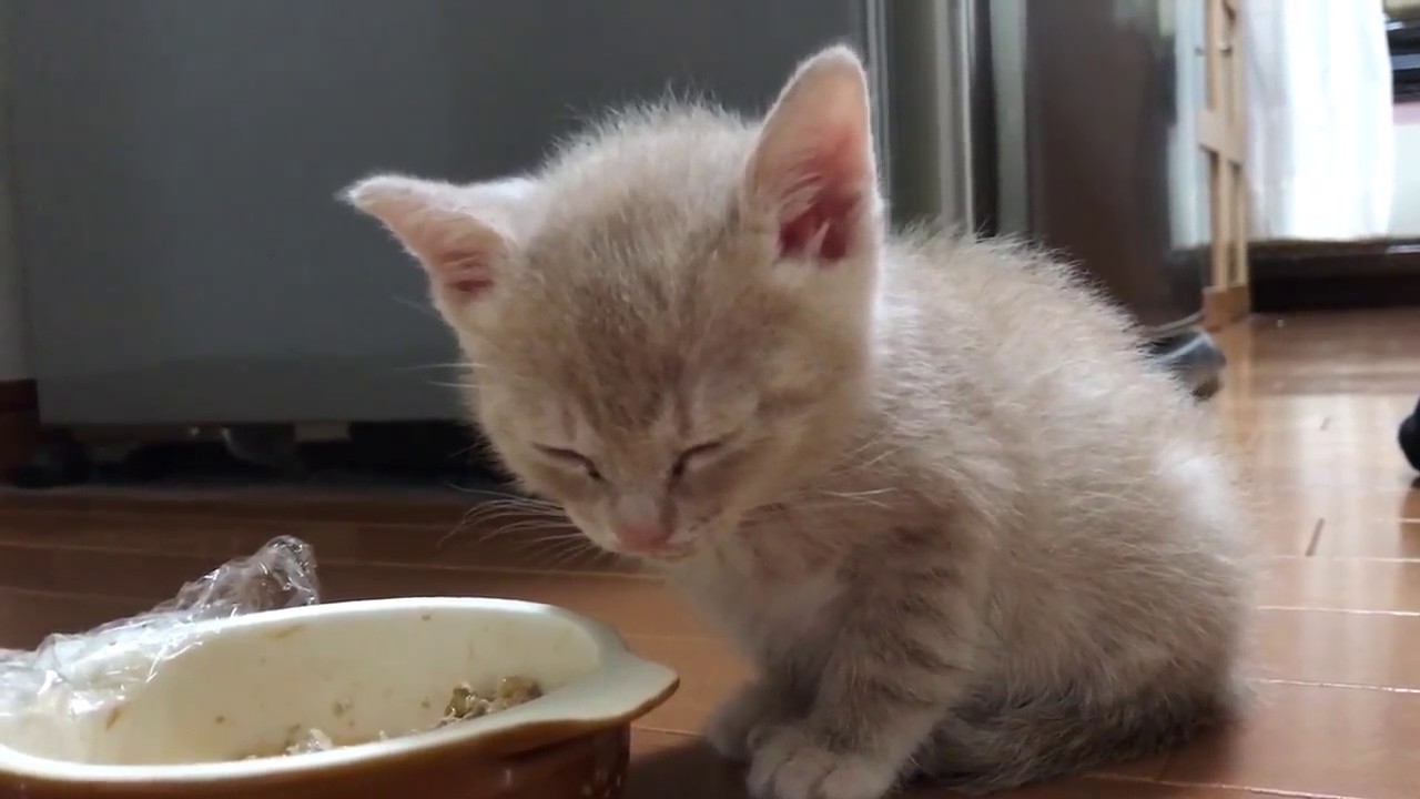 子猫が癒してくれる動画 Videos That Kittens Will Heal Youtube