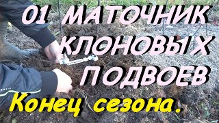 КАК РАЗМНОЖАТЬ САЖЕНЦЫ ЯБЛОНИ В МАТОЧНИКЕ.Видео №1.Конец сезона.