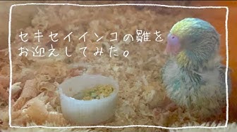 セキセイインコ雛 Youtube