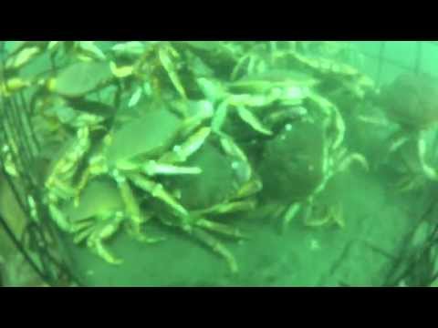 Crabbing in Victoria B.C. with GoPro