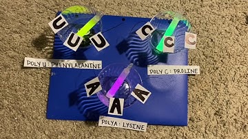 Nirenberg and Matthaei