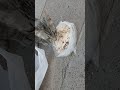 Zaten dünya ne iyidir ne de kötü, düşüncenize bağlıdır iyilik kötülük. Bana göre dünya zindan.💯#cats