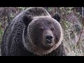 The Most Aggressive Grizzly Bear Population In The World