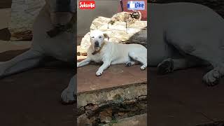 Conselho mais fofo e sincero que você vai ouvir hoje🐶🐱 #motivacional #reflexão #petsfofinhos