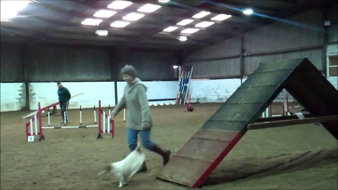 Can You Dig It Winter Series Agility Shows YouTube