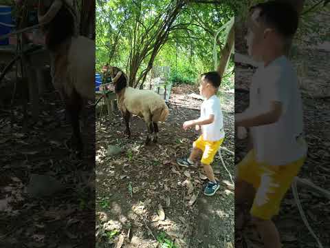 خاروف نطح البابا محمد بكي معاناتنا مع الخاروف لولو عيد خاروف