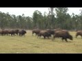 National Bison Day