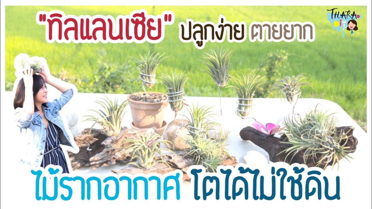 สวนสวยบนโต๊ะทำงาน ทิลแลนเซีย ไม้รากอากาศ ปลูกง่ายตายยาก ไม่ต้องใช้ดิน |Thara x DIY EP.10