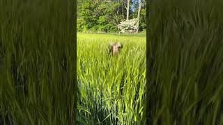 My goofy dog #dog #doglover #weimaraner