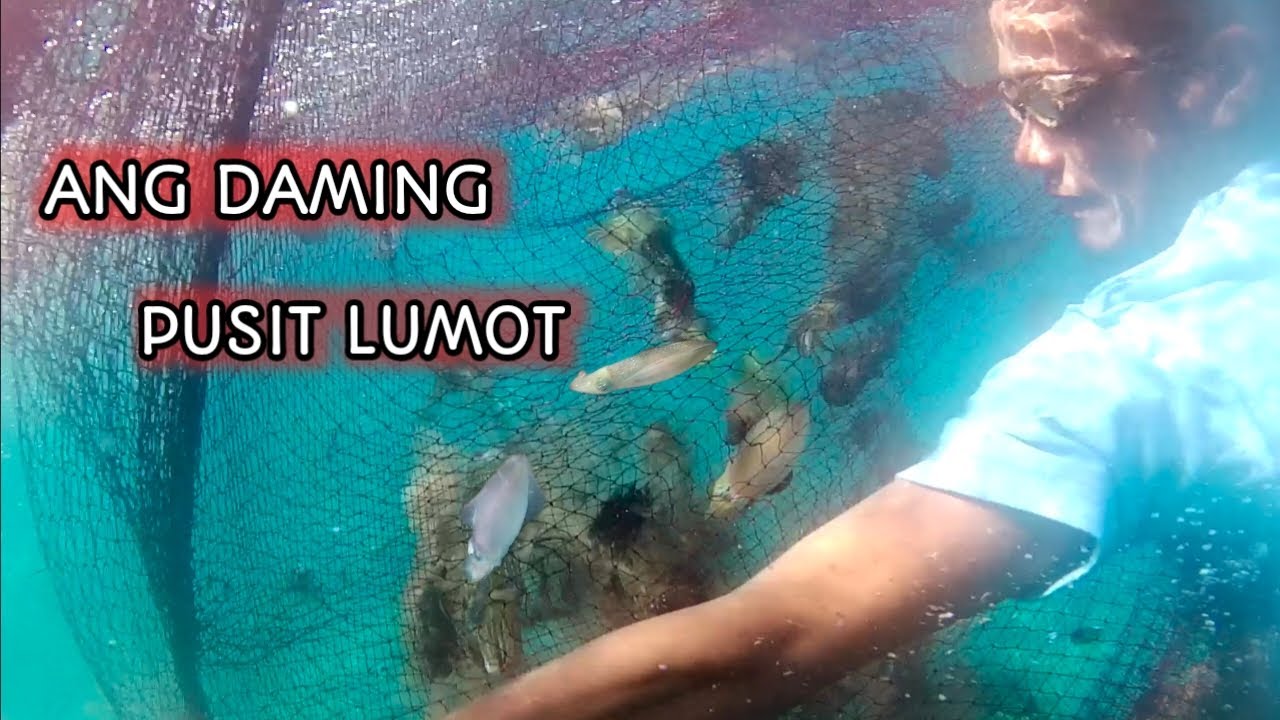 Catch and sale pusit lumot kasama si kuya. - YouTube