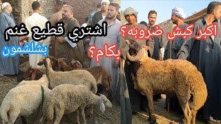 اشتري قطيع غنم مقاصيص واكبر كبش ضروبه ولحم بسوق شلشلمون بكام الخلاصه لاسعار الغنم من اكبر لاصغر غنمه