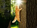 Cat Climbing Trees #cats #youtubeshorts