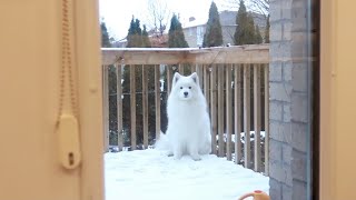 My Dog Loves Snow So Much That She Doesn't Want To Come Inside