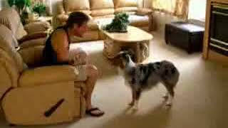 Hayvanlar Alemi- Çoğu insandan akıllı köpek