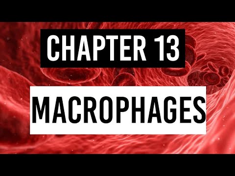 Macrophage and it&rsquo;s role in immunity | Reticuloendothelial system .