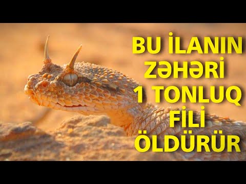 Video: Zəhərli olmayan ilanlar zərərsizdirmi?