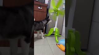 Can you hold back your laughter at this prank?#funny videos #funnymoments  #funnypranks#music