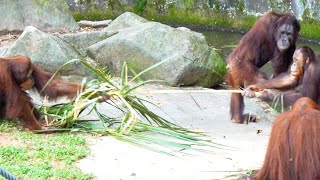 Orangutans play tagofwar / 綱引きをするオランウータン