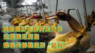 顶级鹅肝是如何生产的？过程残忍至极，鹅每天都要经历“酷刑”