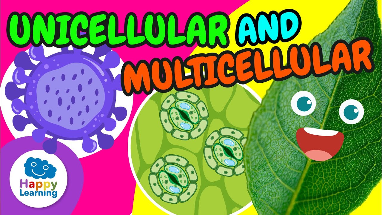 🔬UNICELLULAR and MULTICELLULAR Organisms: Can ONE CELL Be Alive? |Educational Videos| Happy Learning