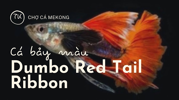 Dumbo red tail ribbon giá bao nhiêu