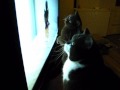 Cats love the tv