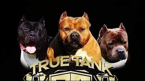 Bully Talk With Zeb Pits: The True Tank Kennels St...