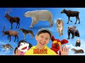 North American Wild Animals Part 2 - What Do You See? Song  | Find It Version | Dream English Kids