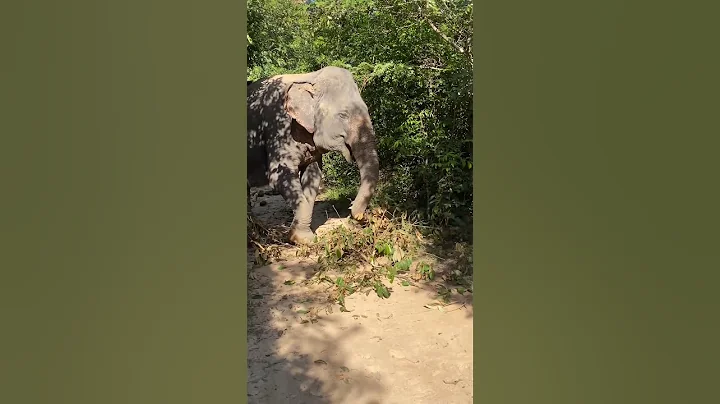 Maybe Chi youl can’t finish all at once  🐘❤️🥰#elephant #keffamily #babyelephant #kef #chimean