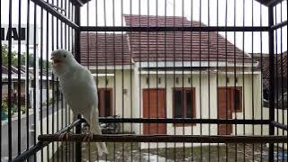 kenari isian red siskin full