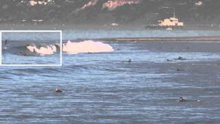 Dolphin Jumping with Surfers