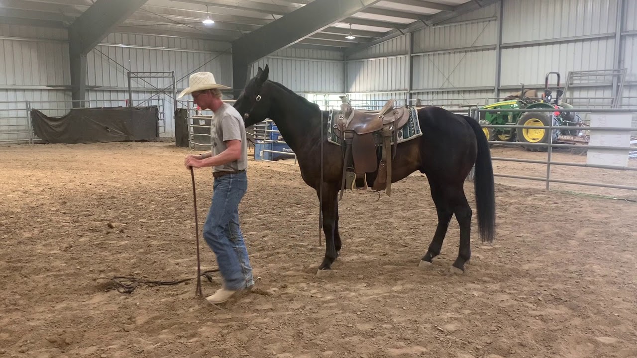 Heber Valley Horse Sales Lot 40 Magic consigned by Rich Hutchings