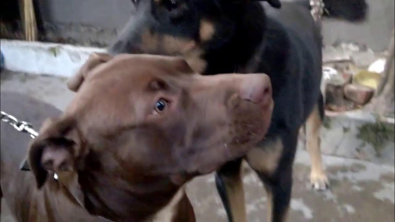 Pelea de pitbull a muerte YouTube