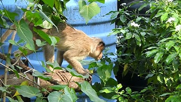monkeys through Nikon P610(2)
