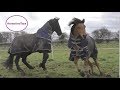 Friesian horse being naughty. Part 2