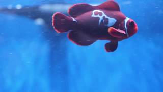 Pairing Maroon Clownfish is hard - lightning maroons