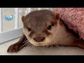 Why You Should NEVER Sleep with an Otter