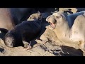 Elephant seal pups and their protective moms