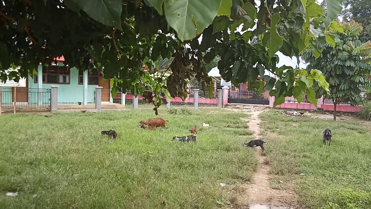 Beternak kambing kacang 