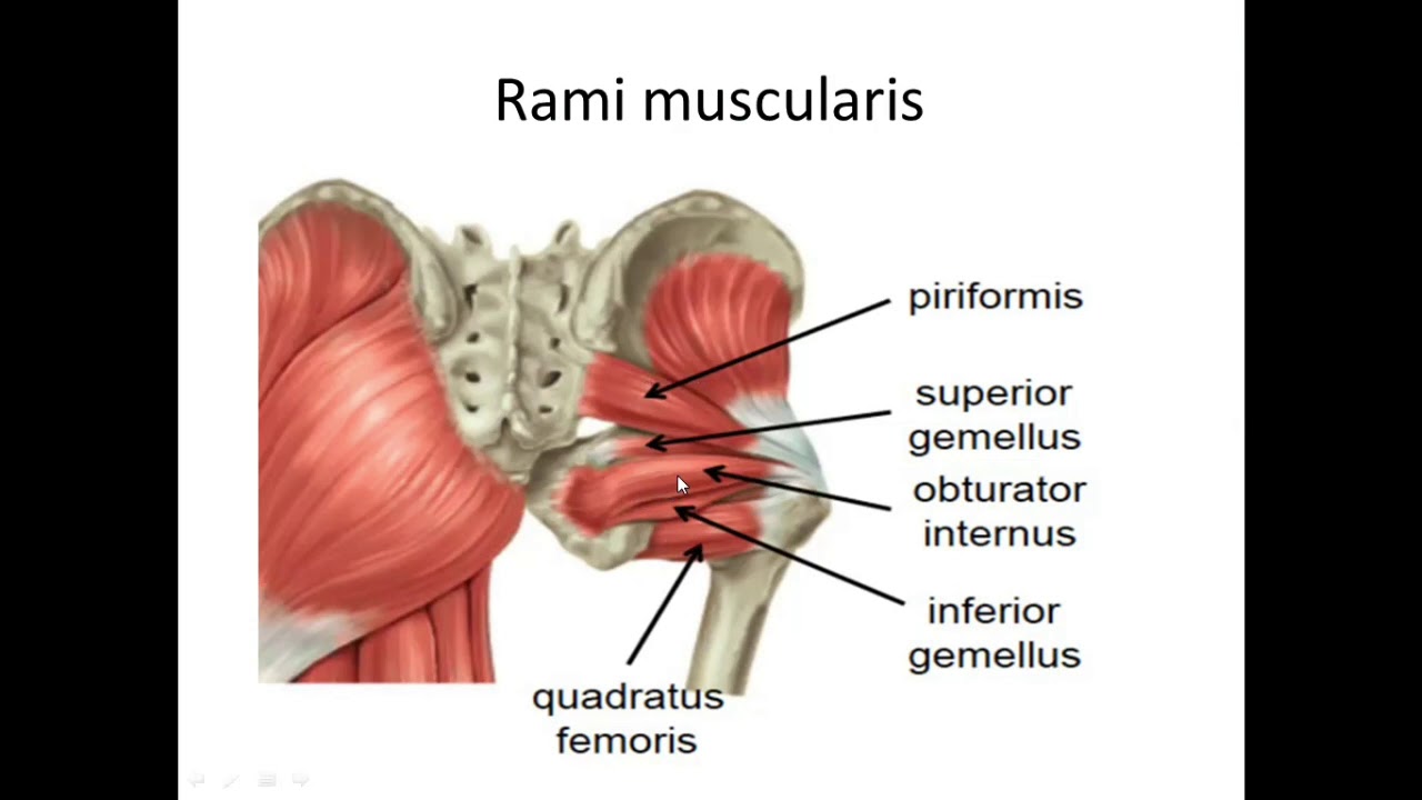 Semiz eshaklar bilan onlayn porno