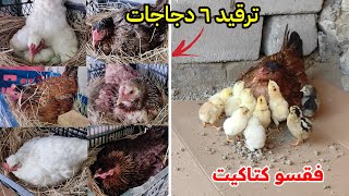 فيديو ما يتكرر 😱 تكريك ٦ دجاجات بيوم واحد + دجاجة فقست 🐣 الكتاكيت هربو من المزرعة 😯