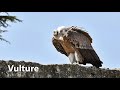 Vulture Sounds Vulture Sounds