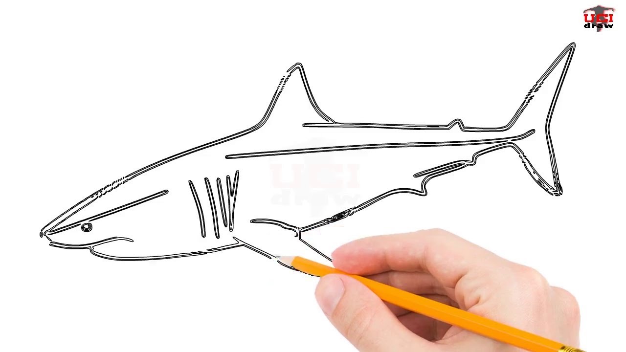 How to Draw a Great White Shark Step by Step Easy for Kids – Simple