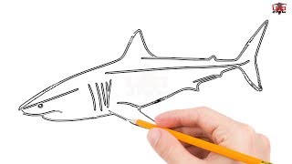 shark draw drawing drawings step easy sharks simple basic clipartmag megalodon