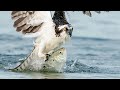 Sony A7RIV & Sony A9 Incredible Bird in Flight Photography  - Osprey With Huge Fish - 600F4 GM