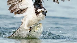 Sony A7RIV & Sony A9 Incredible Bird in Flight Photography - Osprey With Huge Fish - 600F4 GM