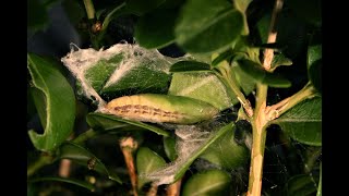 Asian moth finds its way to Cincinnati leaving popular landscaping plant in danger